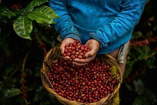 Don Tomás, Nicaraguan Whole Coffee Beans, Dark Roast, 5 Lbs, Single Origin, Direct Trade, Rainforest Alliance Certified, Small Family Business - SHOP NO2CO2